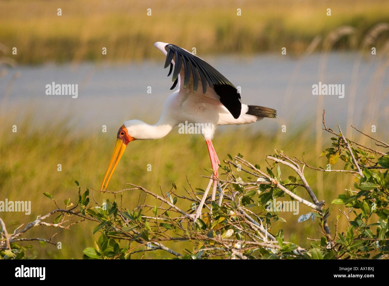 Giallo-fatturati Stork (Mycteria ibis), di medie dimensioni di colore rosa-cicogna bianca con le sue ali esteso, Okavango Delta, Botswana, Africa Foto Stock
