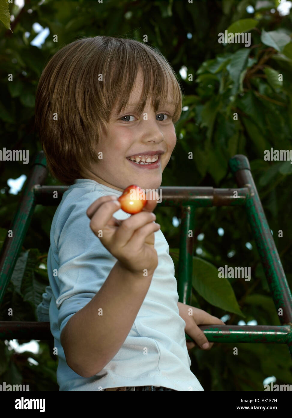 Un ragazzo la raccolta delle ciliegie da un albero Foto Stock