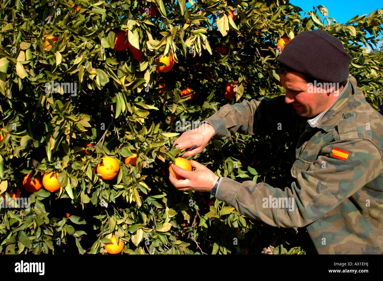 Lavoratore la raccolta di arance in una piantagione di arancione vicino a Alzira, Valencia, Spagna, Europa Foto Stock
