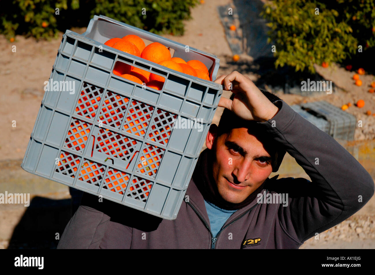 Lavoratore che trasportano una cassa di arance sulla sua spalla in una piantagione di arancione vicino a Alzira, Valencia, Spagna, Europa Foto Stock