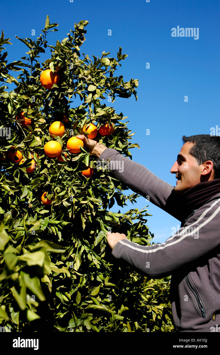 Lavoratore la raccolta di arance in una piantagione di arancione vicino a Alzira, Valencia, Spagna, Europa Foto Stock