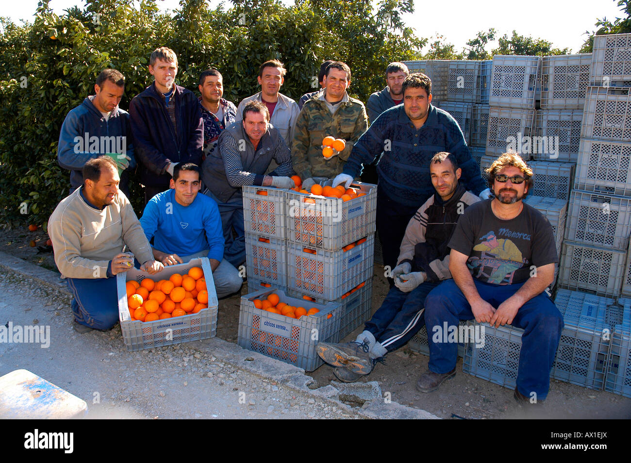 Foto di gruppo e i lavoratori in una piantagione di arancione vicino a Alzira, Valencia, Spagna, Europa Foto Stock