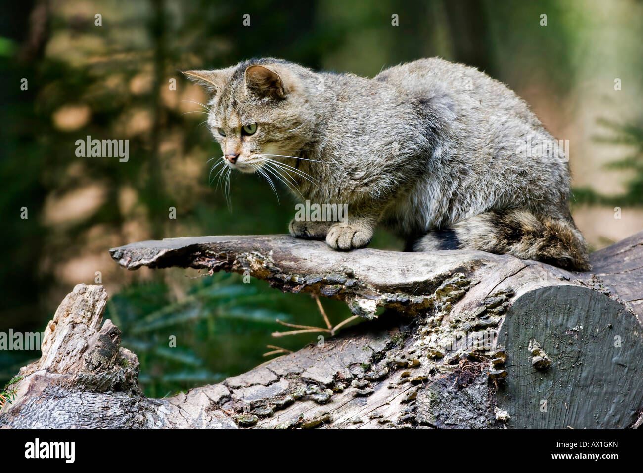 Gatto selvatico europeo (Felis silvestris), tazza, Foresta Bavarese Foto Stock