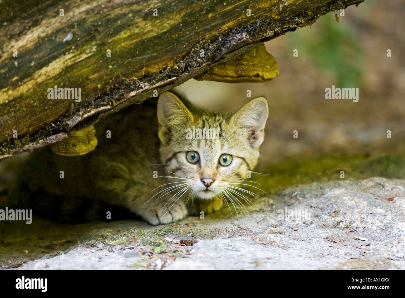 Gatto selvatico europeo (Felis silvestris), tazza, Foresta Bavarese Foto Stock