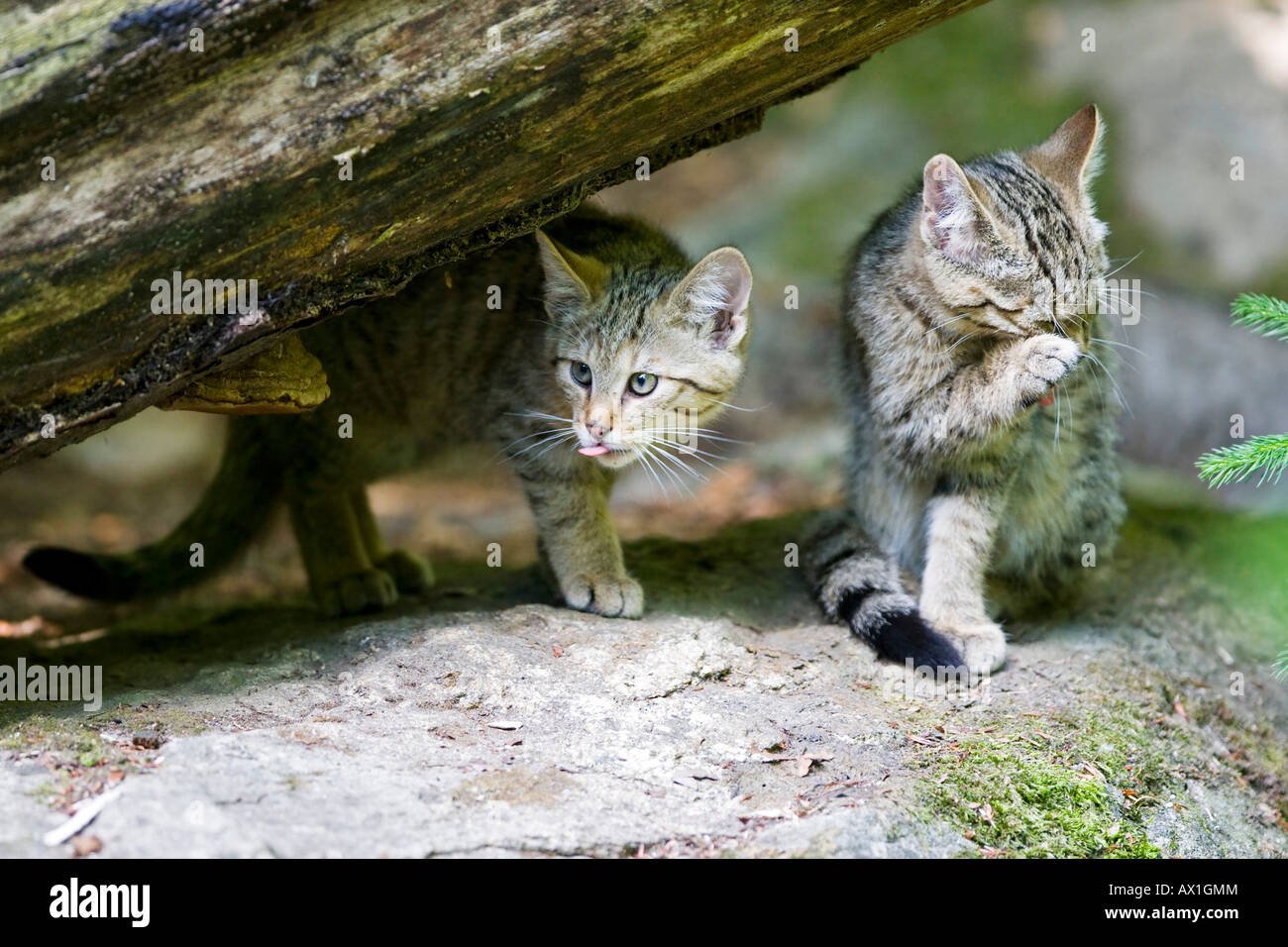 Wildcats europea (Felis silvestris), tazza, Foresta Bavarese Foto Stock
