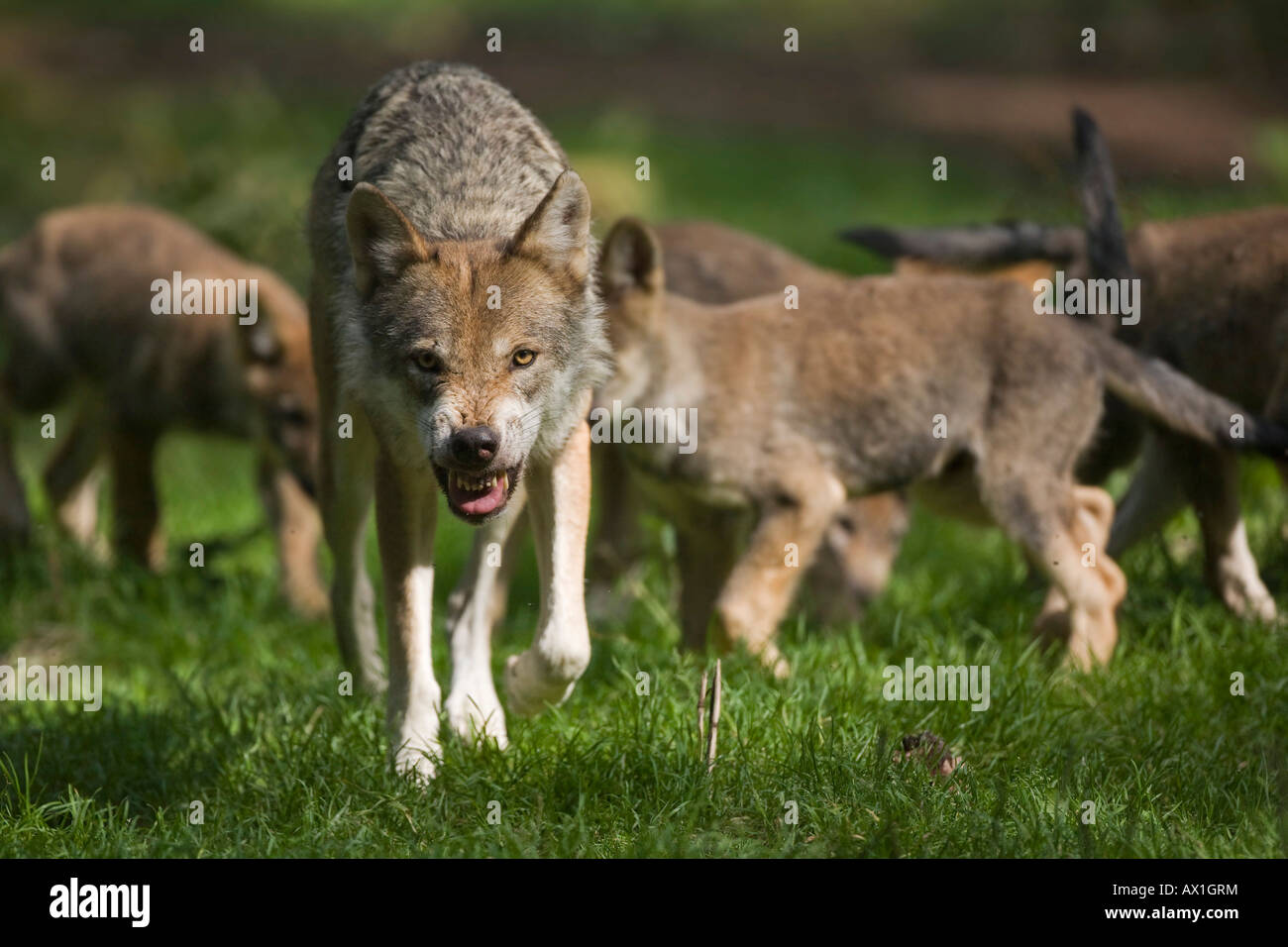 Unione lupo (Canis lupus lupus) con pup, cucciolo Foto Stock