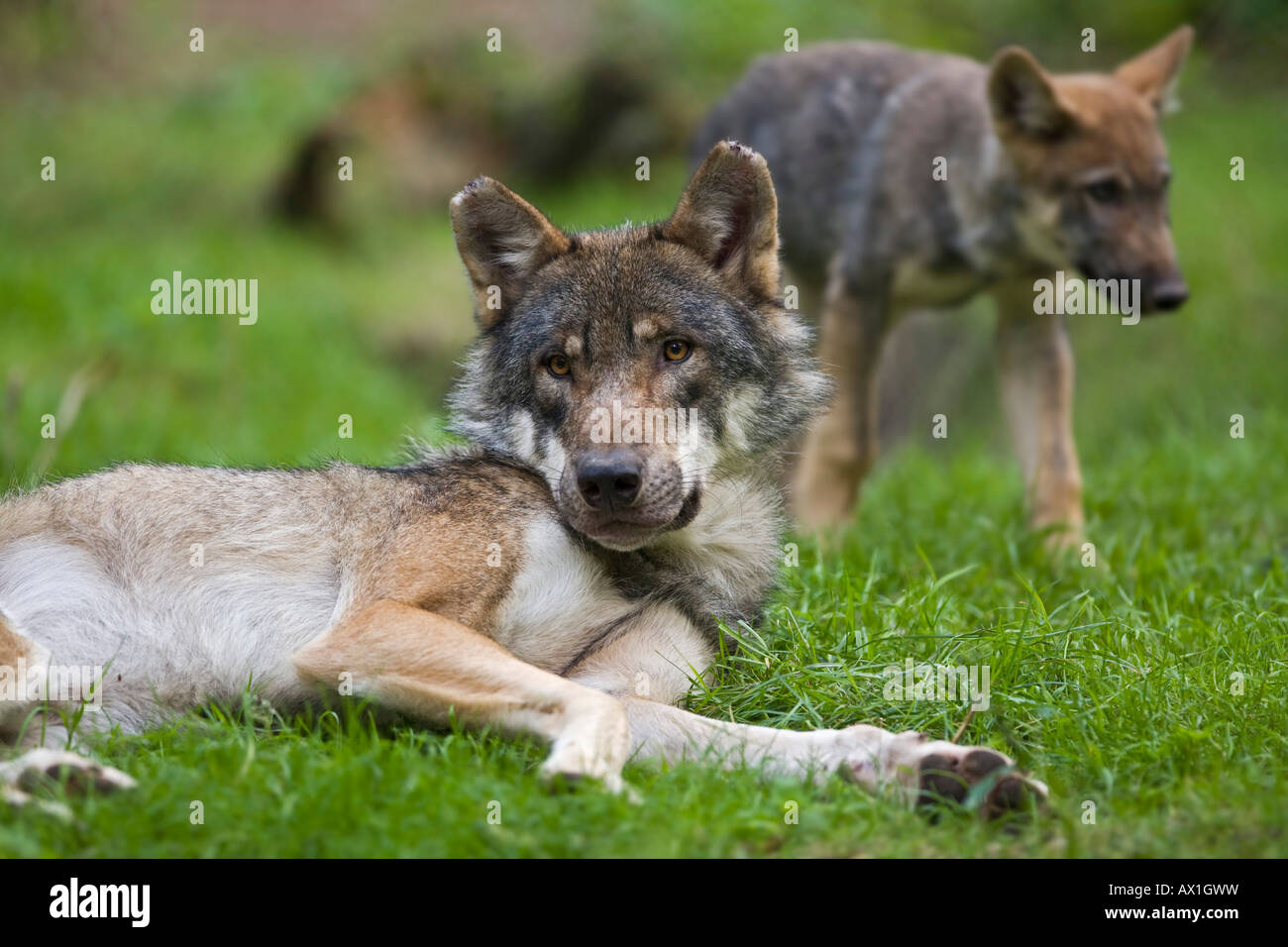 Unione lupo (Canis lupus lupus) con pup, cucciolo Foto Stock