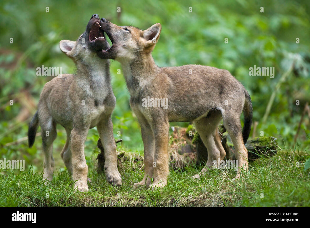 Unione lupo (Canis lupus lupus) pup, cucciolo Foto Stock
