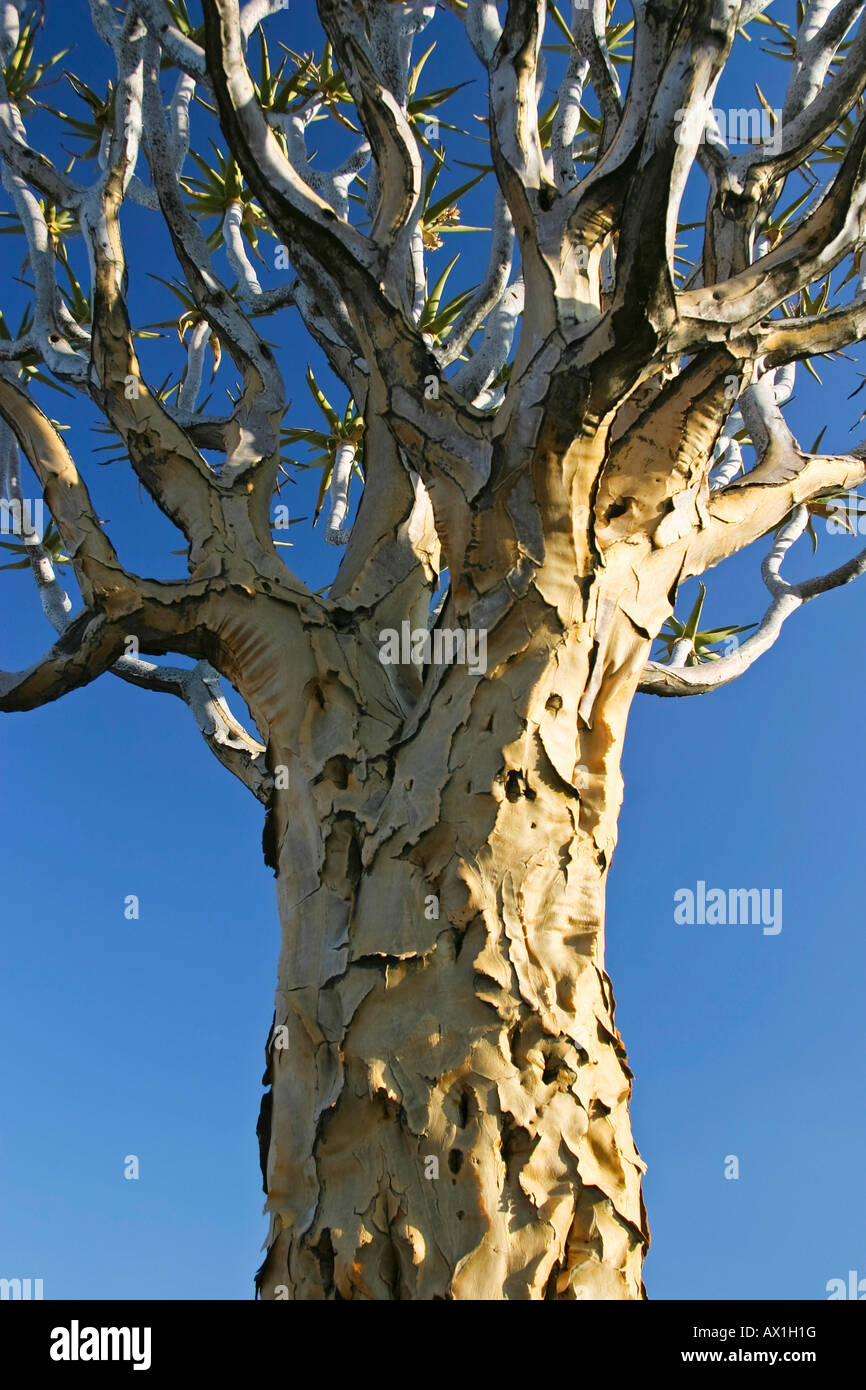 Faretra tree, Quiver tree forest, Gariganus Farm, Keetmannshoop, Namibia, Africa Foto Stock