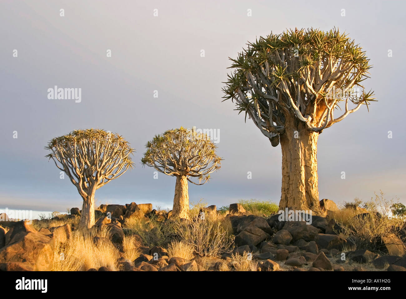 Faretra alberi, Quiver tree forest, Gariganus Farm, Keetmannshoop, Namibia, Africa Foto Stock