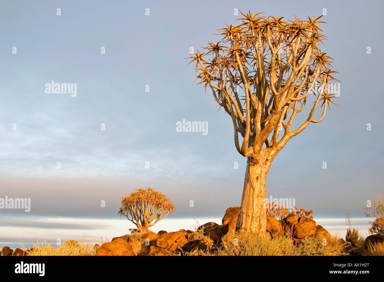 Faretra alberi, Quiver tree forest, Gariganus Farm, Keetmannshoop, Namibia, Africa Foto Stock