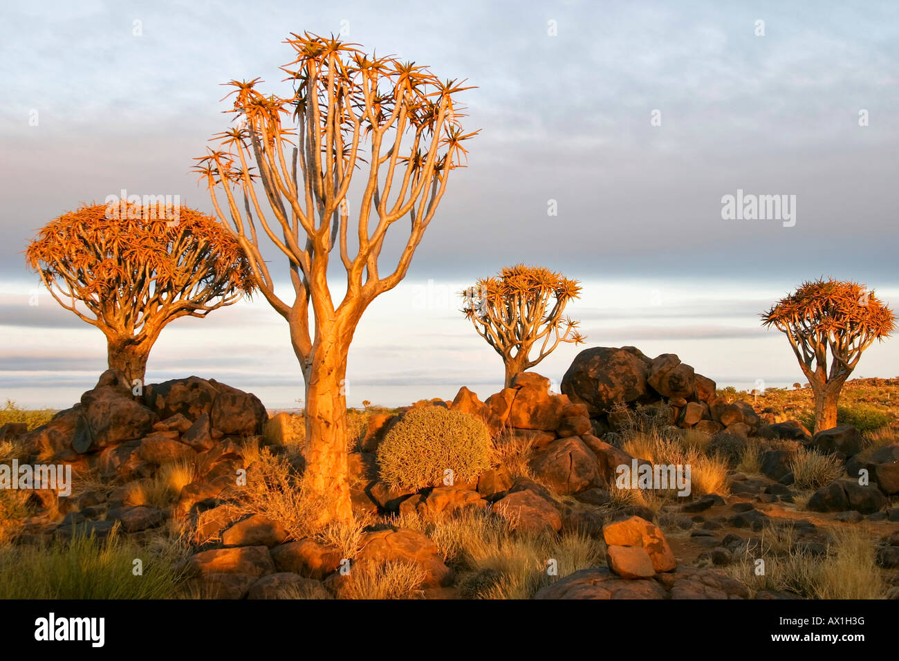 Faretra alberi, Quiver tree forest, Gariganus Farm, Keetmannshoop, Namibia, Africa Foto Stock