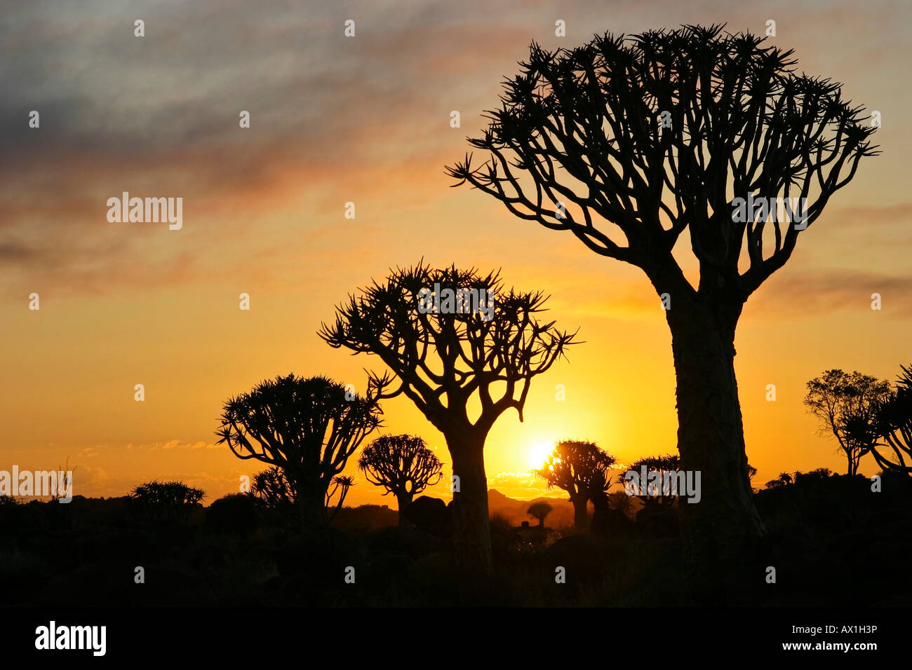 Faretra alberi, tramonto, Quiver tree forest, Gariganus Farm, Keetmannshoop, Namibia, Africa Foto Stock