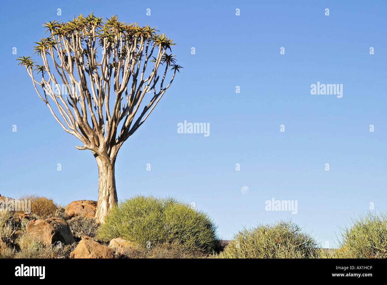 Faretra tree (Aloe dichotoma), Azienda Agricola Tiras, Tiras Mountain, Namibia, Africa Foto Stock