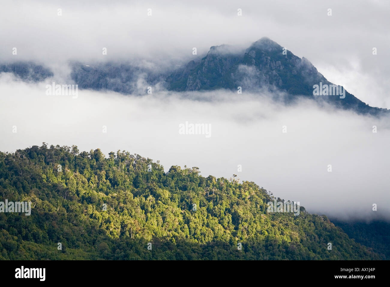 Foresta con nebbia e nuvole, Hornopirén, Carretera Austral, Cile, Sud America Foto Stock