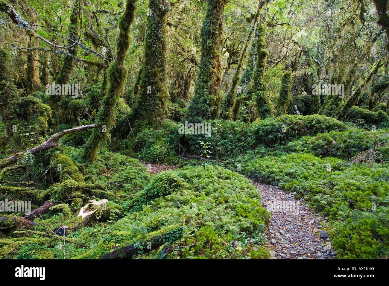 Foresta Bosque Encantada, Patagonia, Cile, Sud America Foto Stock