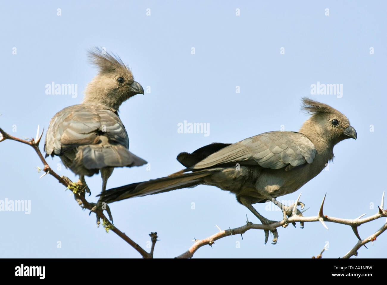 Grigio Go-away-bird, Grigio Lourie, grigio o Loerie Kwêvoël (Corythaixoides concolor), Khama esposto Rhino Sanctuary Park, Serowe, Botswana, Foto Stock