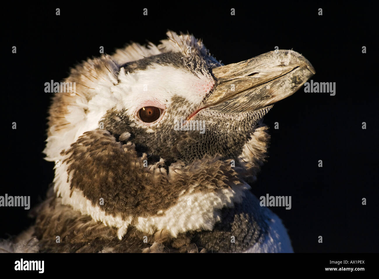 Magellanic penguin (Spheniscus magellanicus) a Punta Tombo, Patagonia, east coast, Atlantic Ozean, Argentina, Sud America Foto Stock