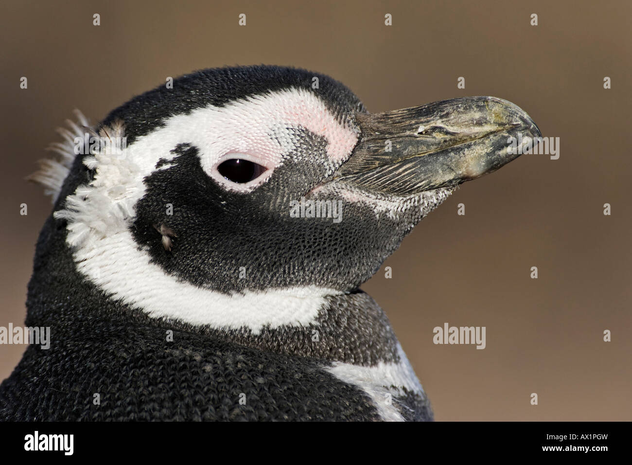 Magellanic penguin (Spheniscus magellanicus) a Punta Tombo, Patagonia, east coast, Atlantic Ozean, Argentina, Sud America Foto Stock