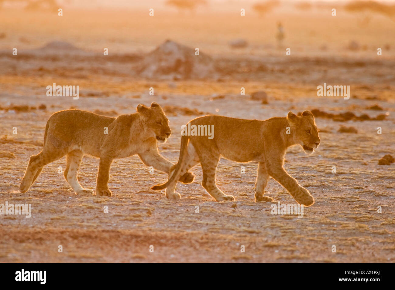 Lion tazze (Panthera leo) Nxai Pan, tegami di Makgadikgadi National Park, Botswana, Africa Foto Stock