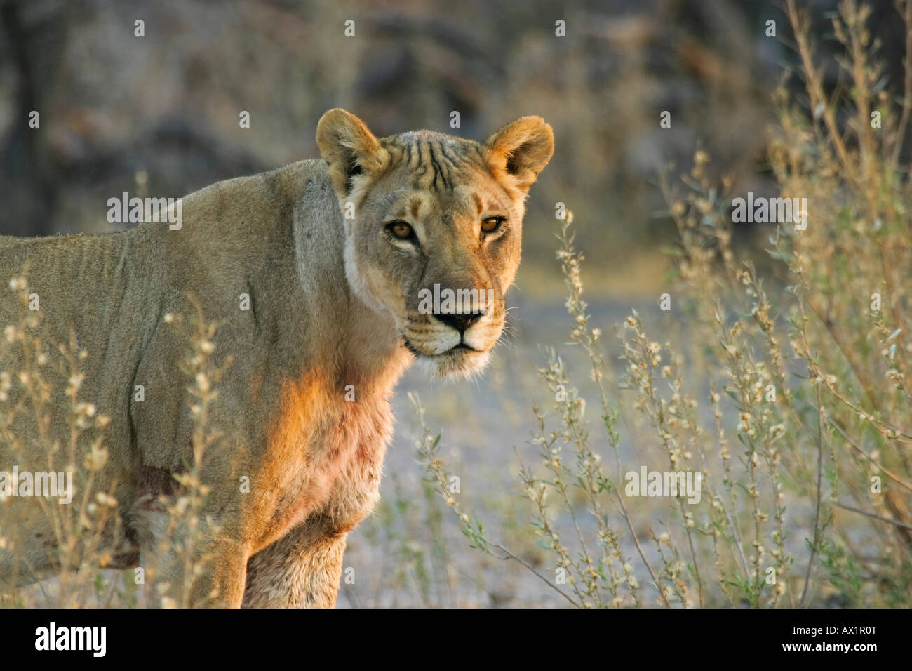 Leonessa (Panthera leo) Nxai Pan, tegami di Makgadikgadi National Park, Botswana, Africa Foto Stock