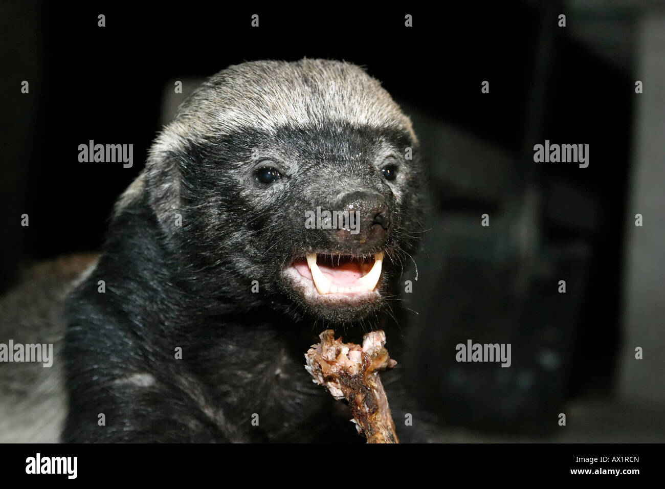 Honey Badger o Ratel (Mellivora capensis) sta mangiando il resto di un t-bone steak nella notte, Moremi Nationalpark, Moremi Wildl Foto Stock