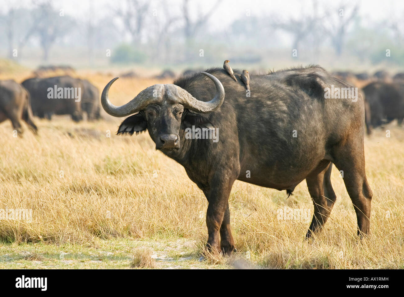 Bufali africani o bufali del capo (Syncerus caffer) Moremi Nationalpark, riserva Moremi, Okavango Delta, Botswana, Afr Foto Stock