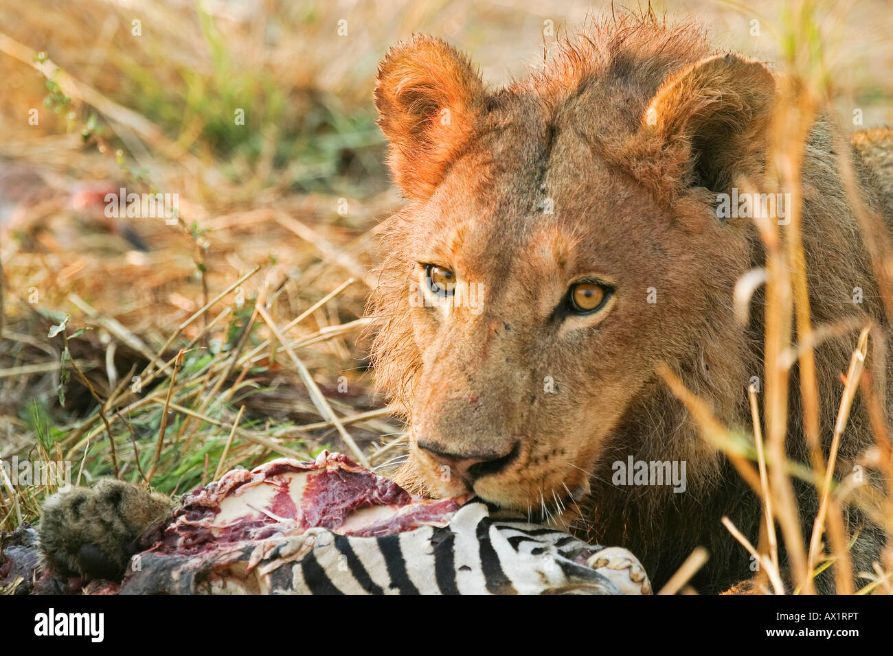 Lion (Panthera leo) con un ucciso zebra (Equus quagga burchelli) Moremi Nationalpark, riserva Moremi, Okavango Delta, Foto Stock