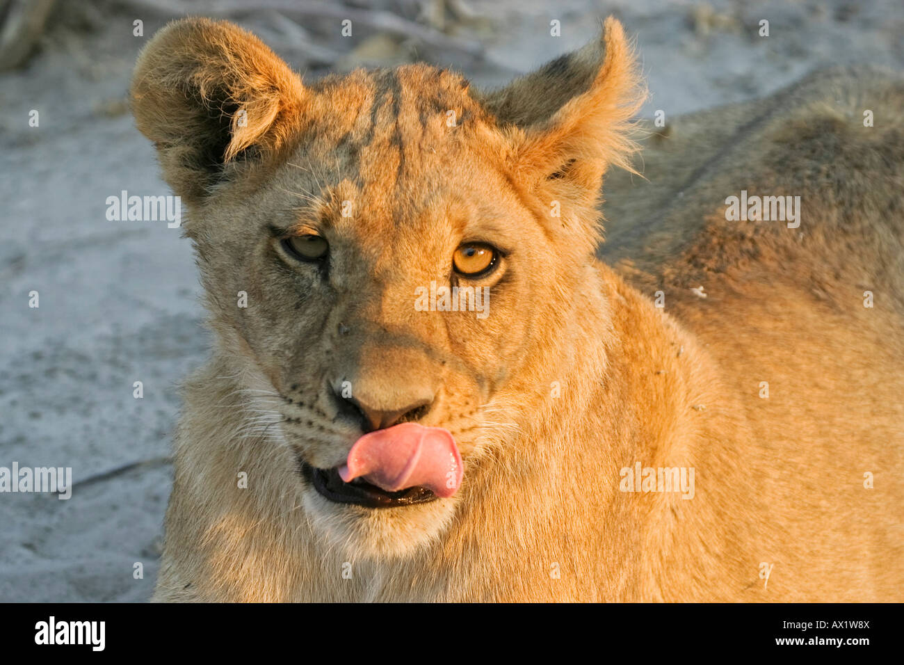 Young Lion cup (Panthera leo) è leccare i imbardata, Savuti, Chobe National Park, Botswana, Africa Foto Stock