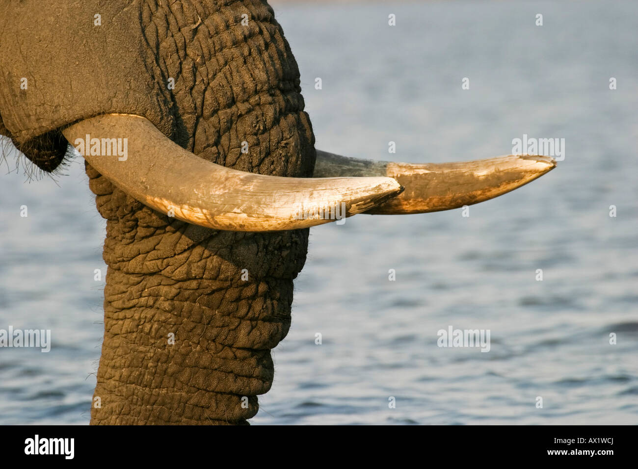 Rostro e zanne di elefante africano (Loxodonta africana) presso il fiume Chobe, Chobe National Park, Botswana, Africa Foto Stock