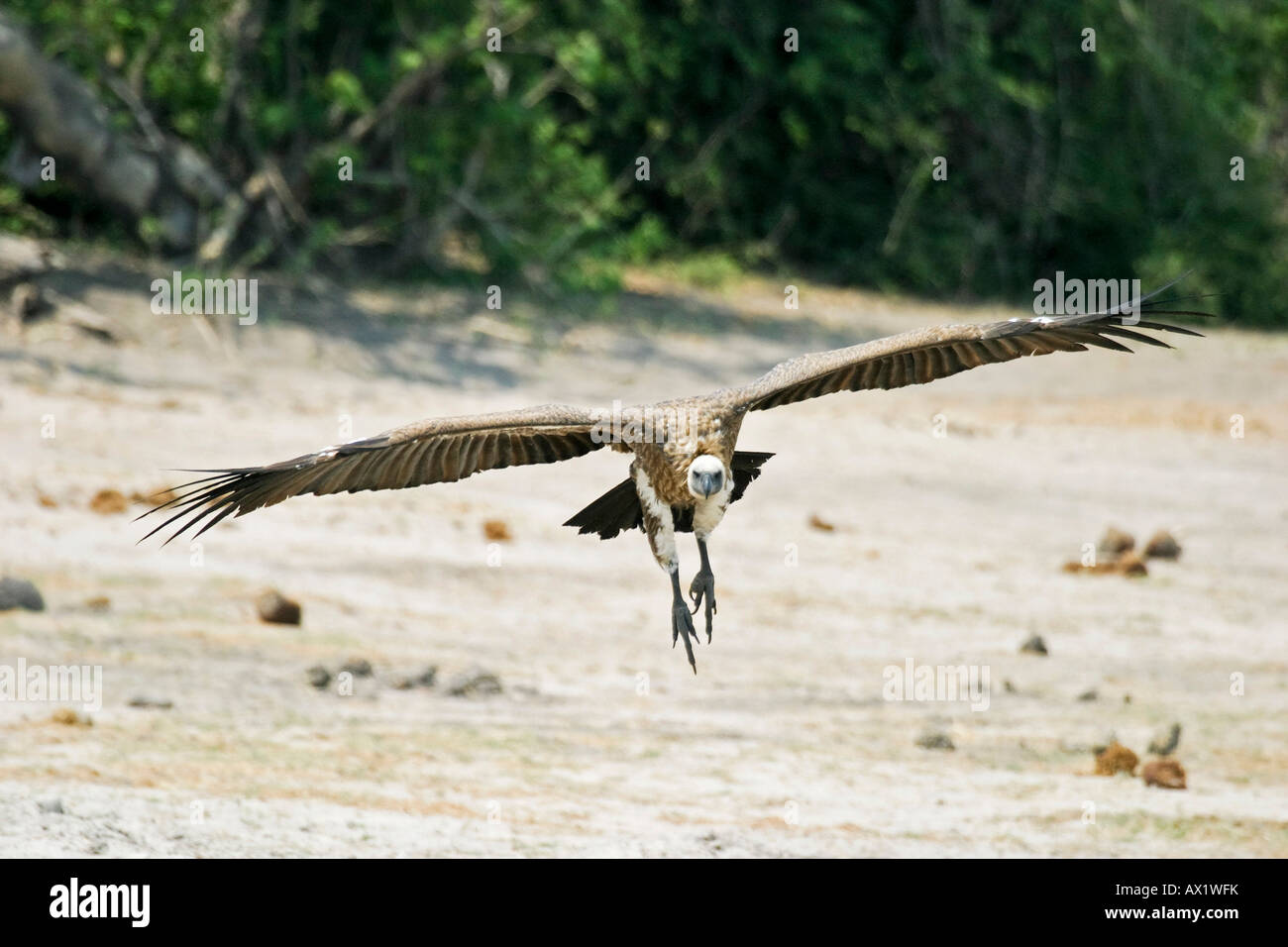 Sbarco Cape Griffon o Cape Vulture (Gyps coprotheres), il fiume Chobe, Chobe National Park, Botswana, Africa Foto Stock