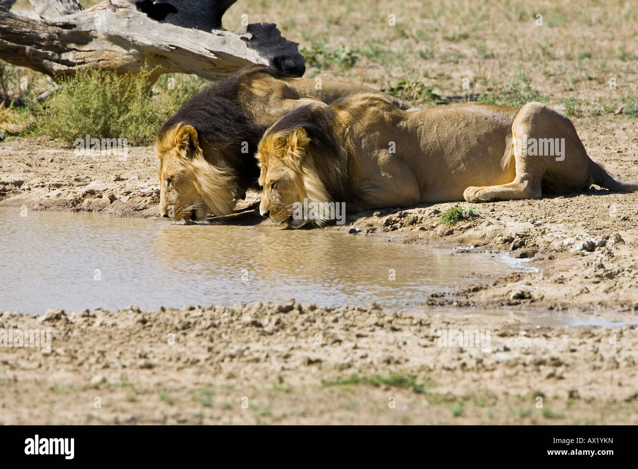 Due leoni (Panthera leo) bere a waterhole, Sud Africa e Africa Foto Stock