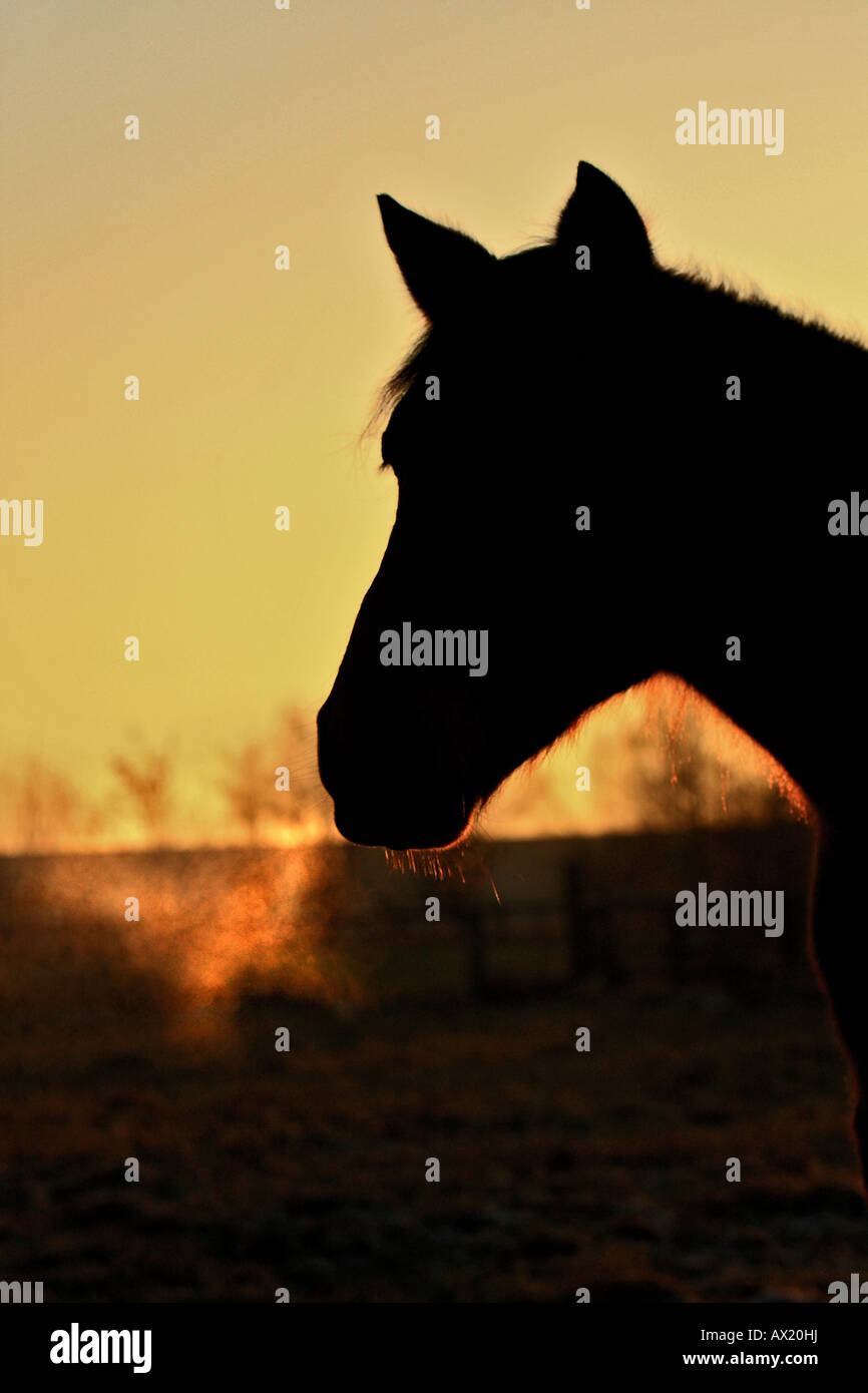 Cavallo andaluso, retroilluminazione Foto Stock