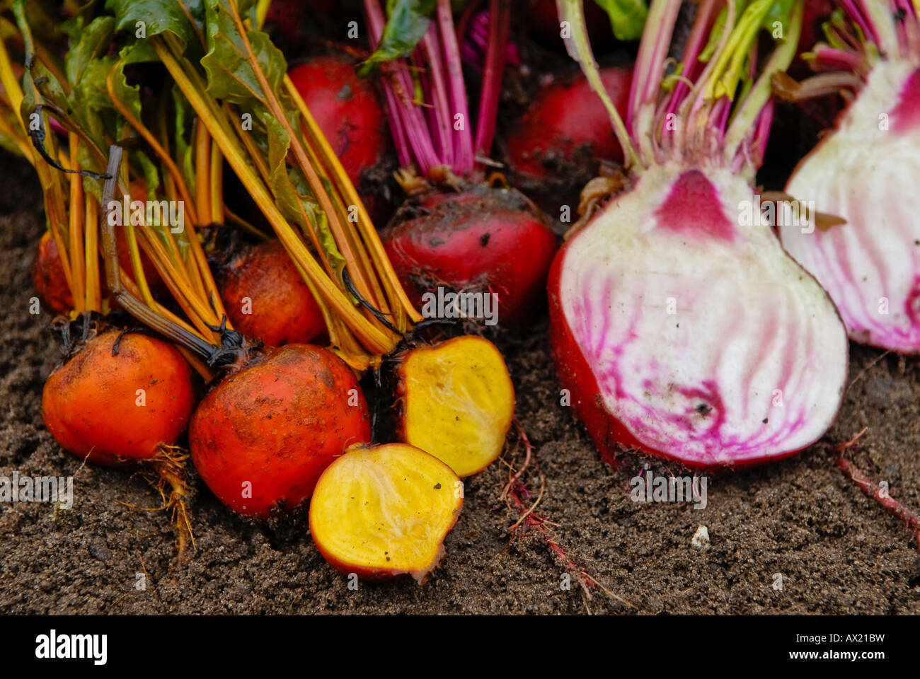 La barbabietola rossa (Beta vulgaris), lecca-lecca mix, appena raccolto e tagliata aperta Foto Stock