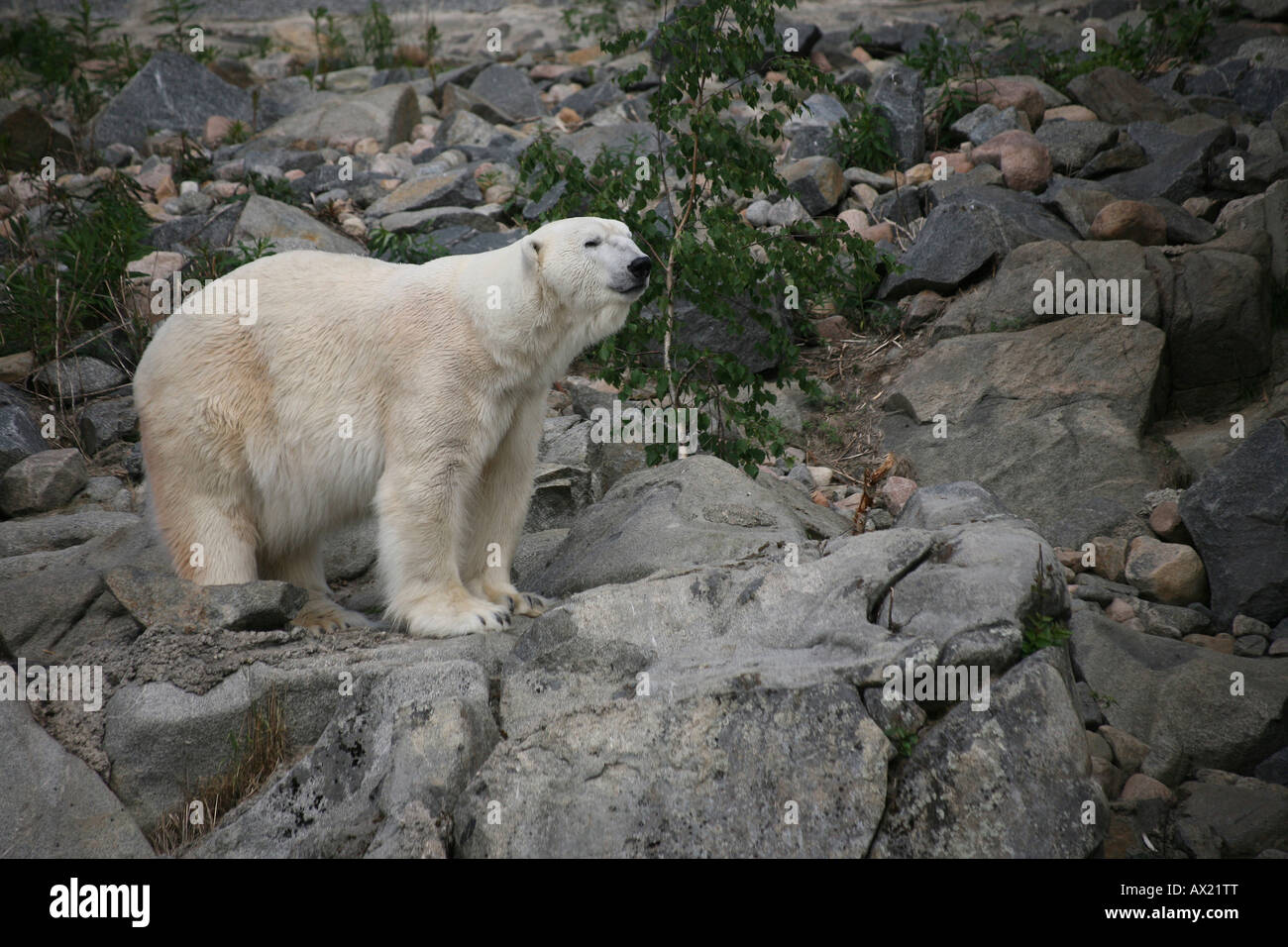 Orso polare (Ursus maritimus) sulle rocce, zoo, Finlandia Foto Stock