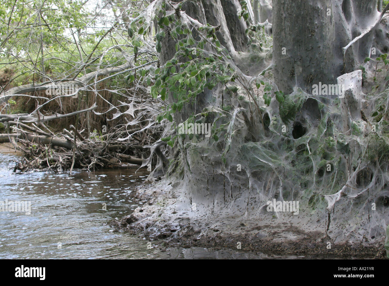 Ermellino falene (Yponomeuta evonymella) e cocoon vicino torrente Foto Stock