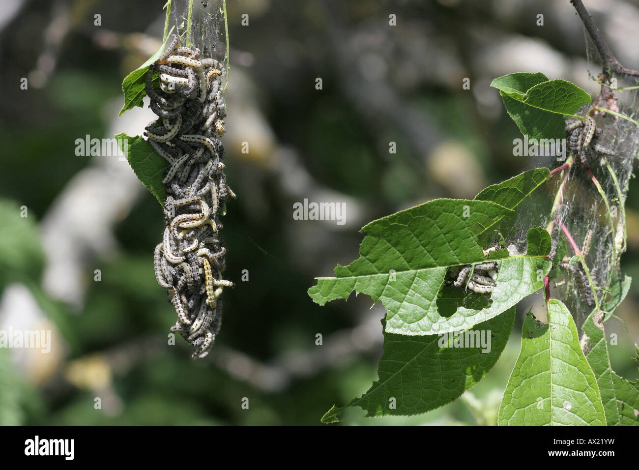 Ermellino falene (Yponomeuta evonymella) Foto Stock