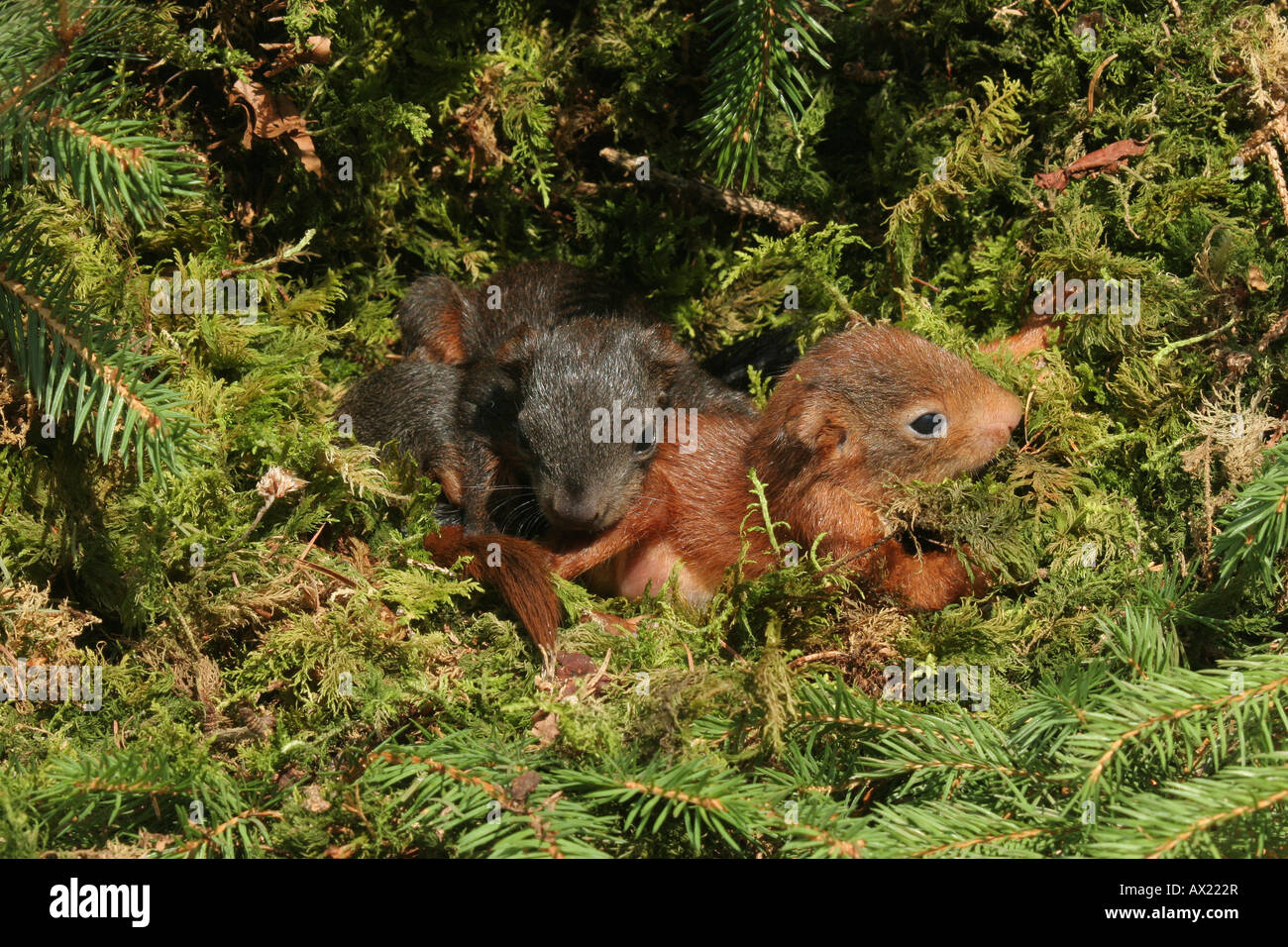 Eurasian Red scoiattolo (Sciurus vulgaris) giovani nel nido, quattro settimane, gli occhi aperti Foto Stock
