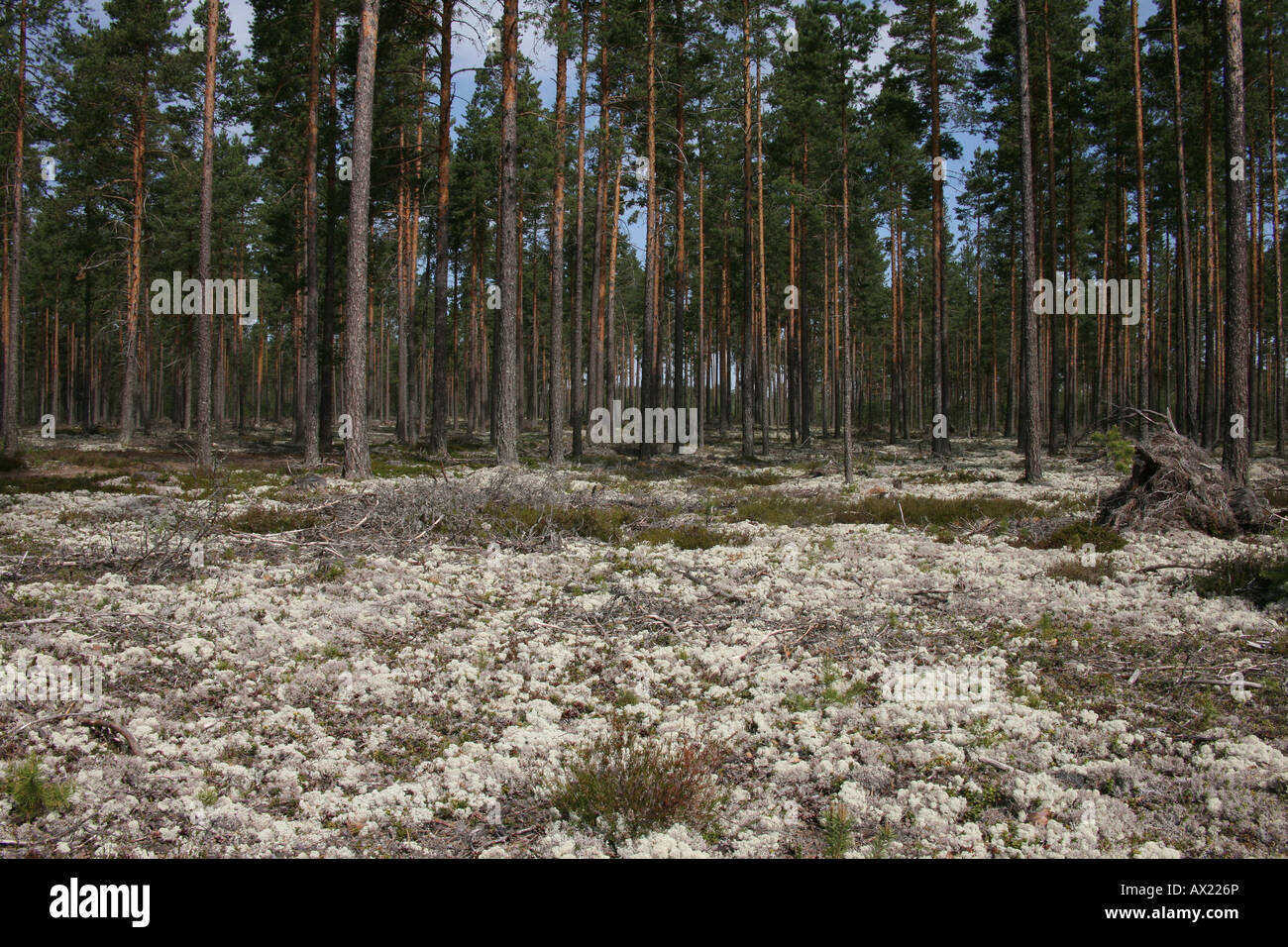 Pino (Pinus sylvestris) foresta e Licheni delle renne o Caribou Coffee Company Moss (Cladonia rangiferina), Svezia, Europa Foto Stock