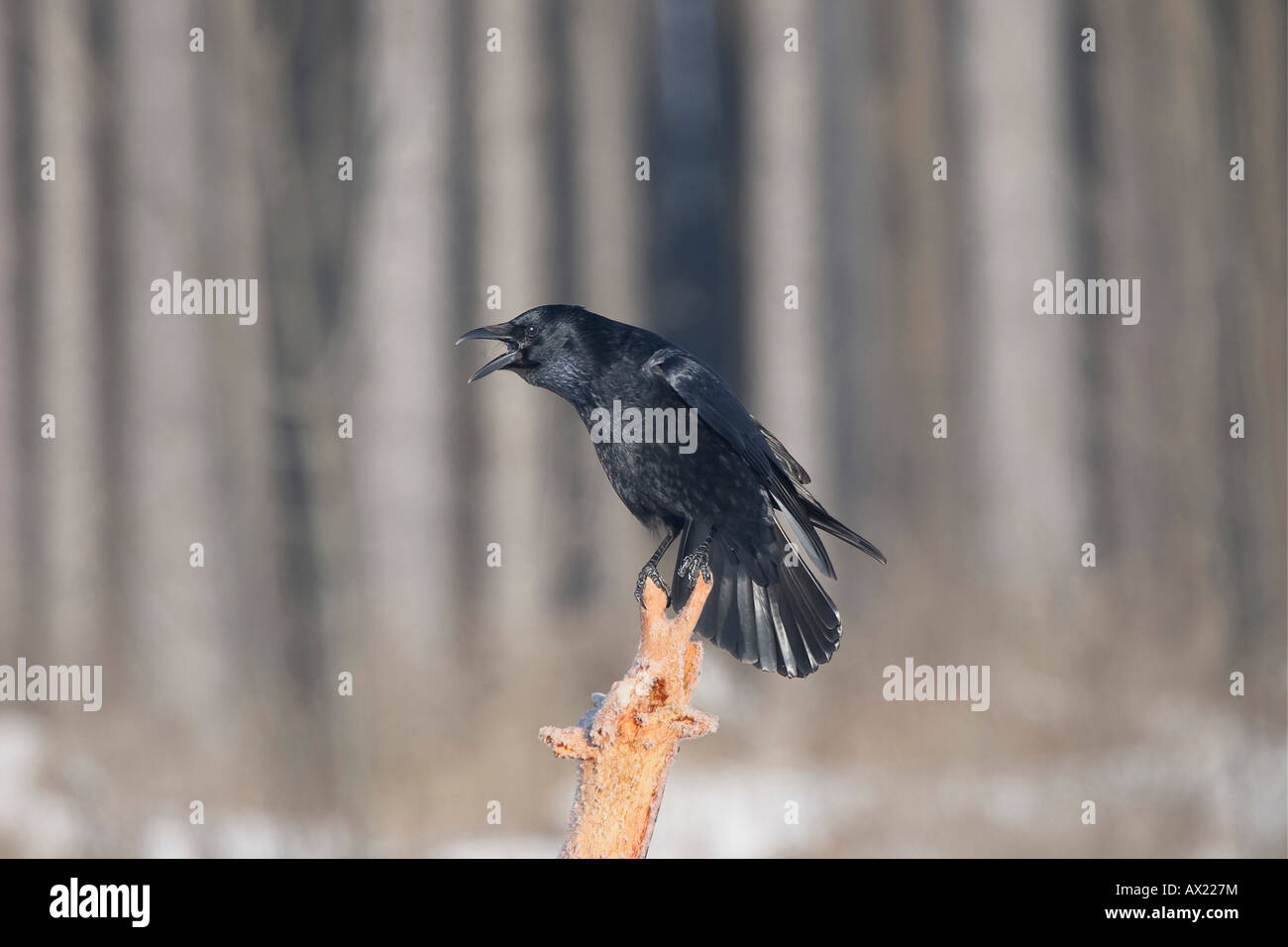 Carrion Crow (Corvus corone) la chiamata Foto Stock