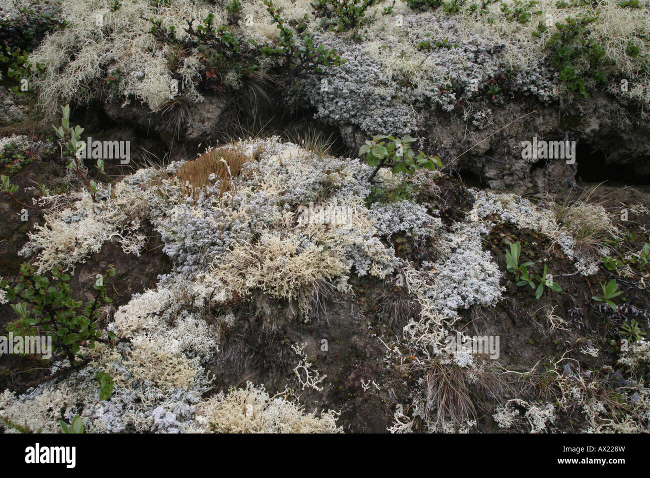 Licheni delle renne o Caribou Coffee Company Moss (Cladonia rangiferina), Tundra, Dovrefejell National Park, Norvegia, Europa Foto Stock