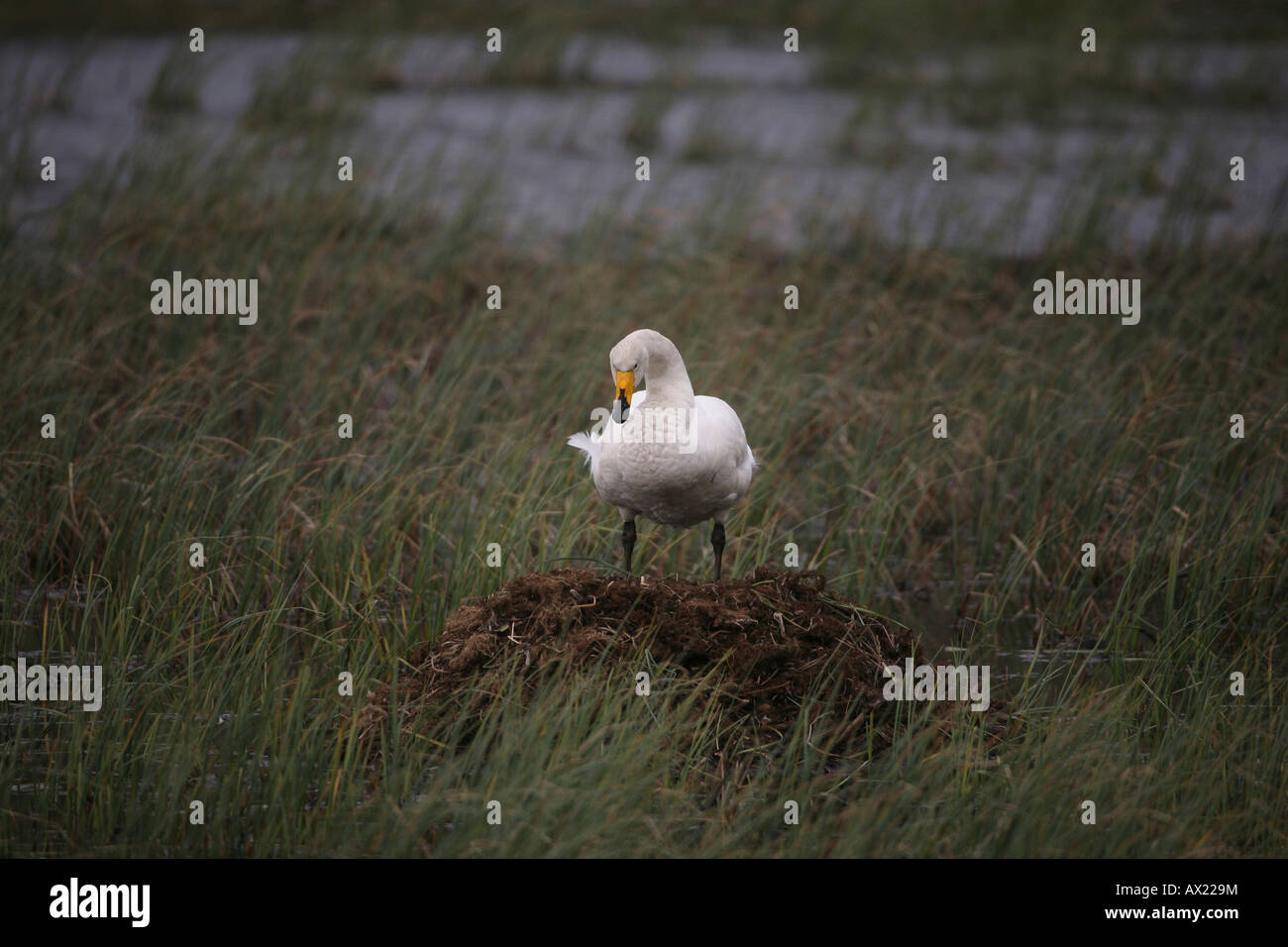 Whooper Swan (Cygnus cygnus) in piedi sul nido, tundra lago, Norvegia, Europa Foto Stock