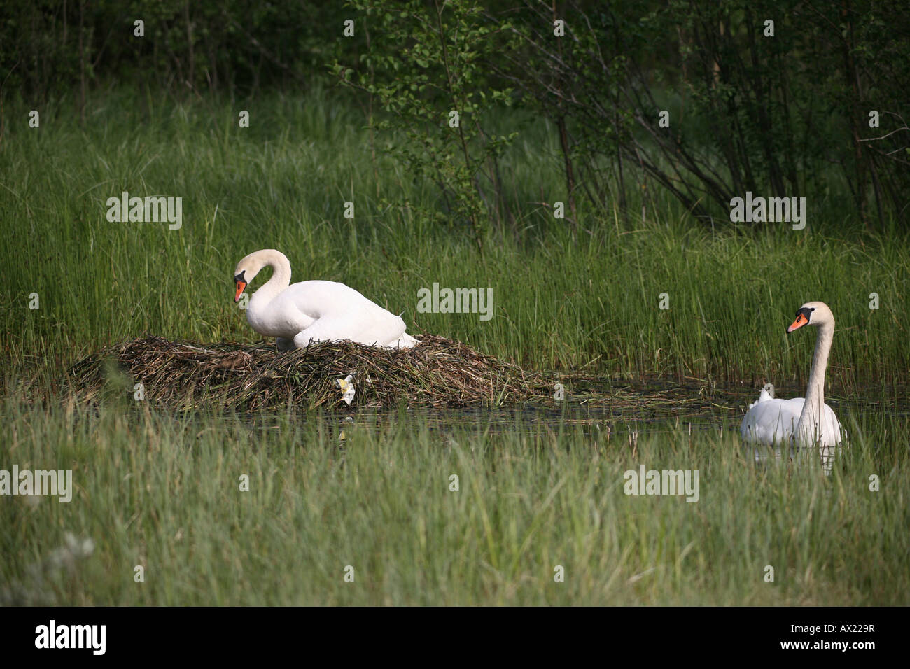 Cigni (Cygnus olor), il loro nido su un lago sovradimensionate, Svezia, Europa Foto Stock