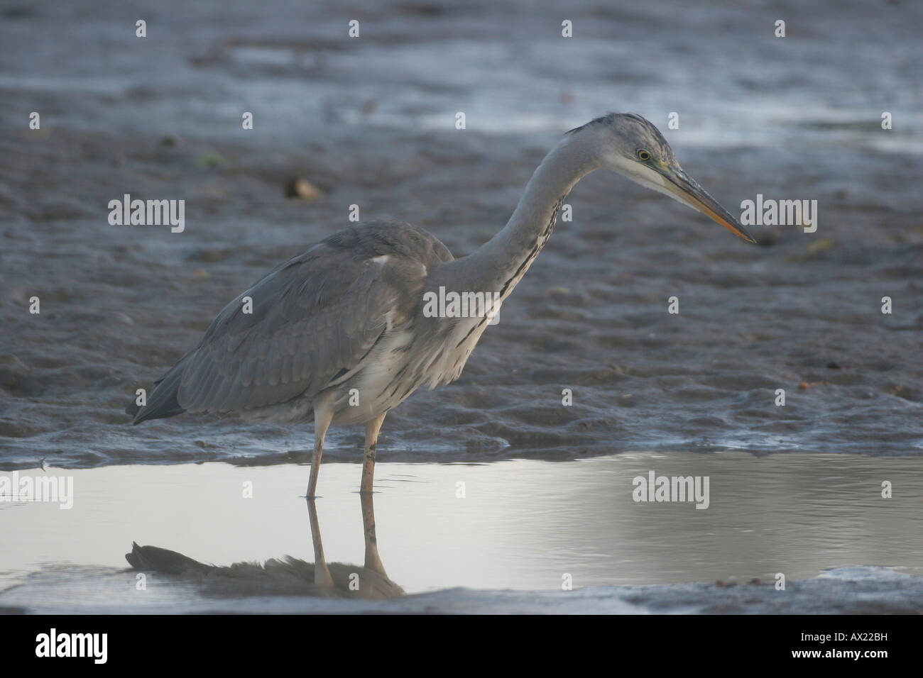 Airone cinerino (Ardea cinerea) guardando la preda in acqua poco profonda Foto Stock