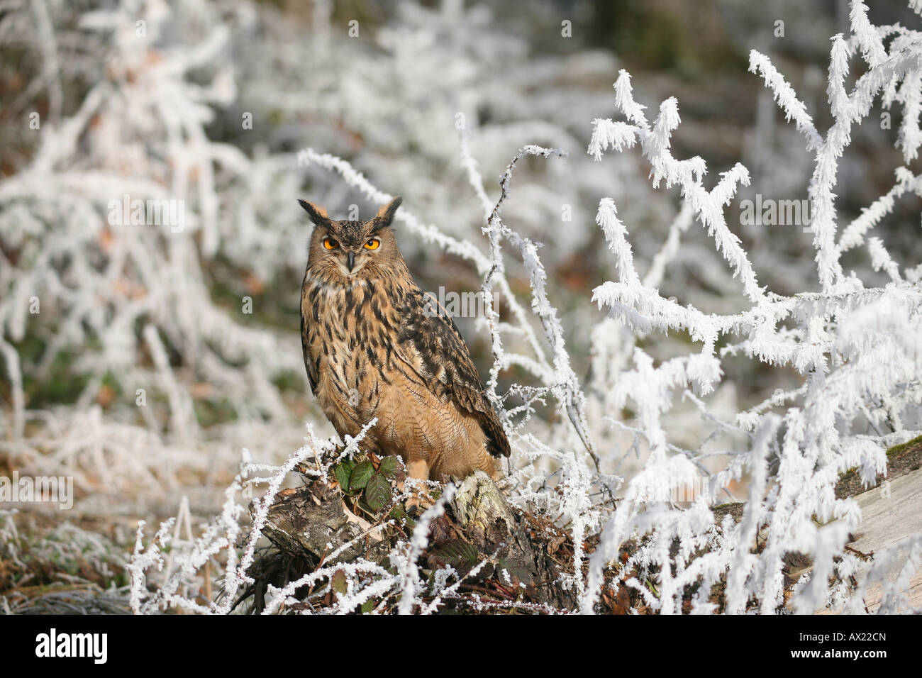 Gufo reale (Bubo bubo) in frost-foresta coperta Foto Stock