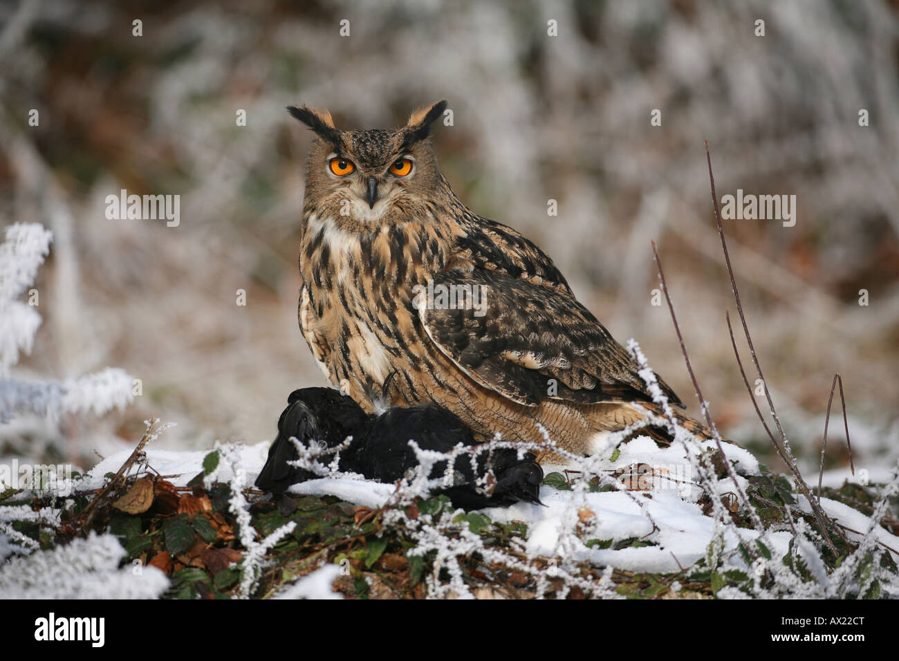 Gufo reale (Bubo bubo) nella stagione invernale con la preda, Crow Foto Stock