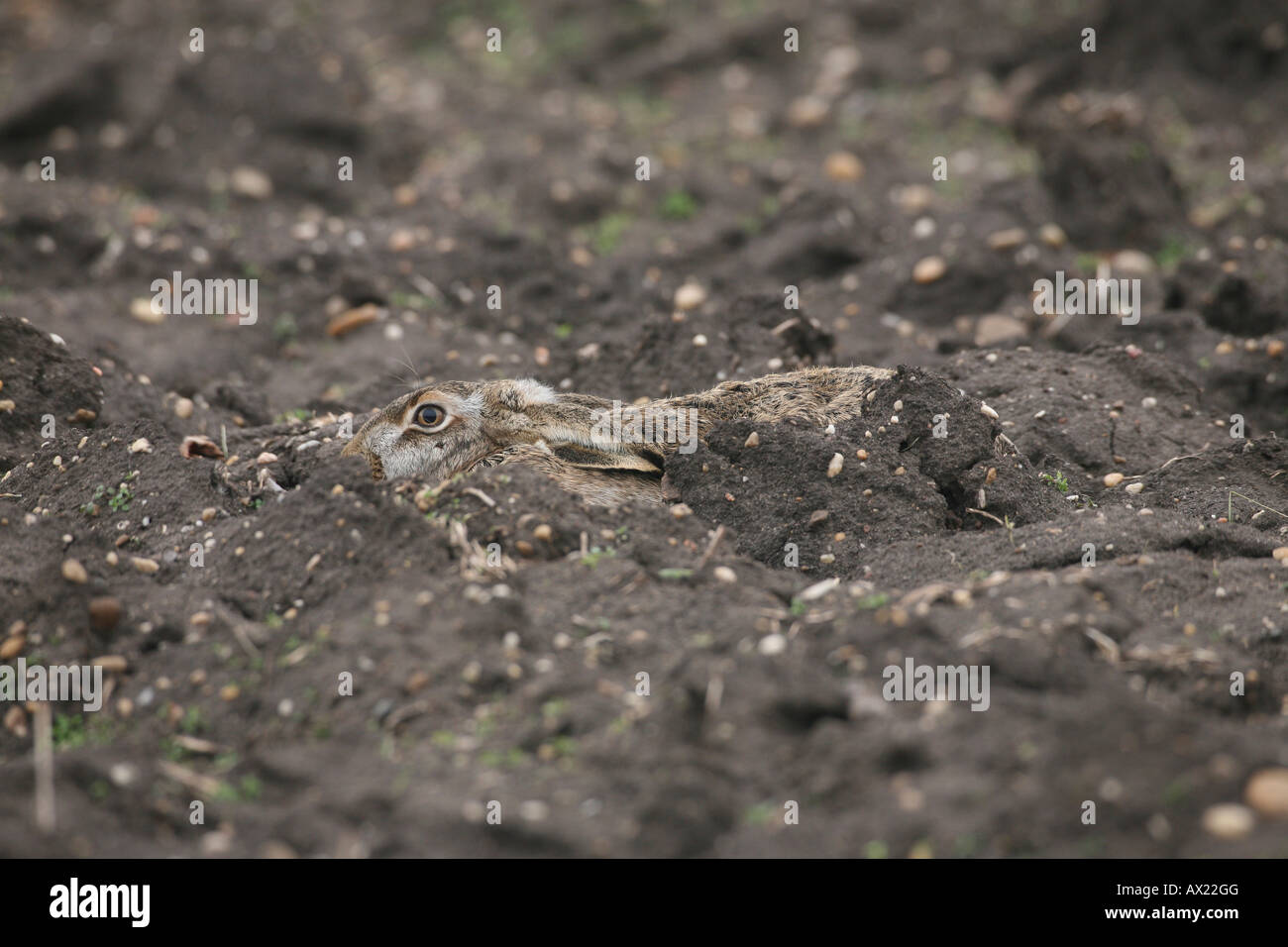 Lepre europea o marrone (lepre Lepus europaeus) in un solco Foto Stock
