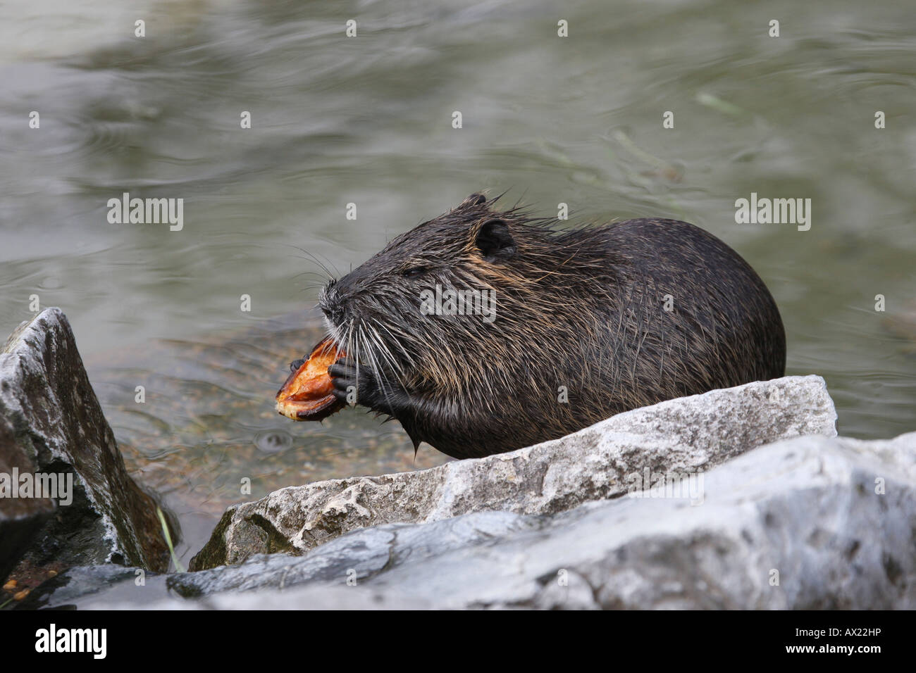 Nutria o (Coypu Myocastor coypus) alimentazione su un castagno Foto Stock