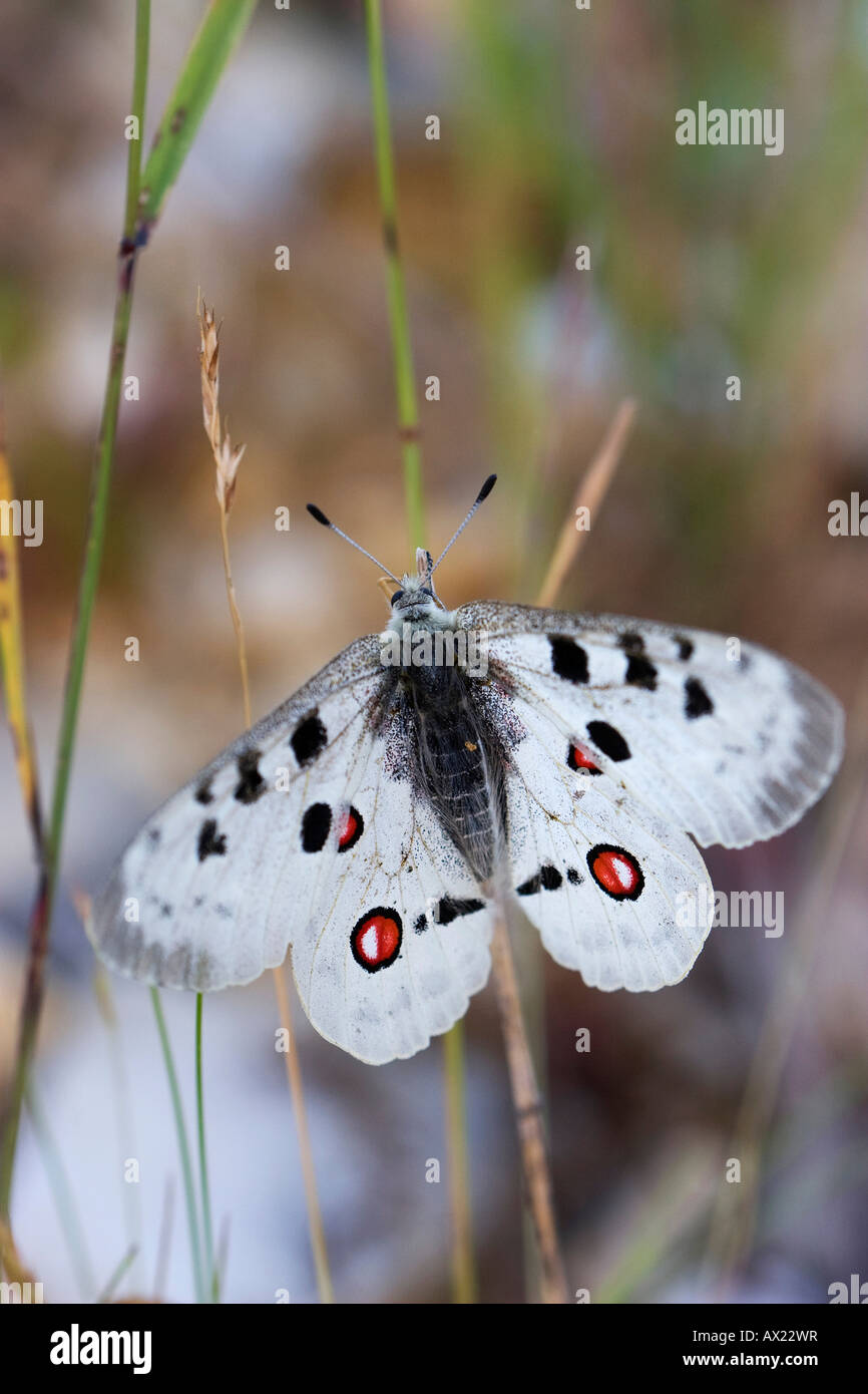 Apollo Butterfly (Parnassius apollo), Eichstaett, Baviera, Germania, Europa Foto Stock