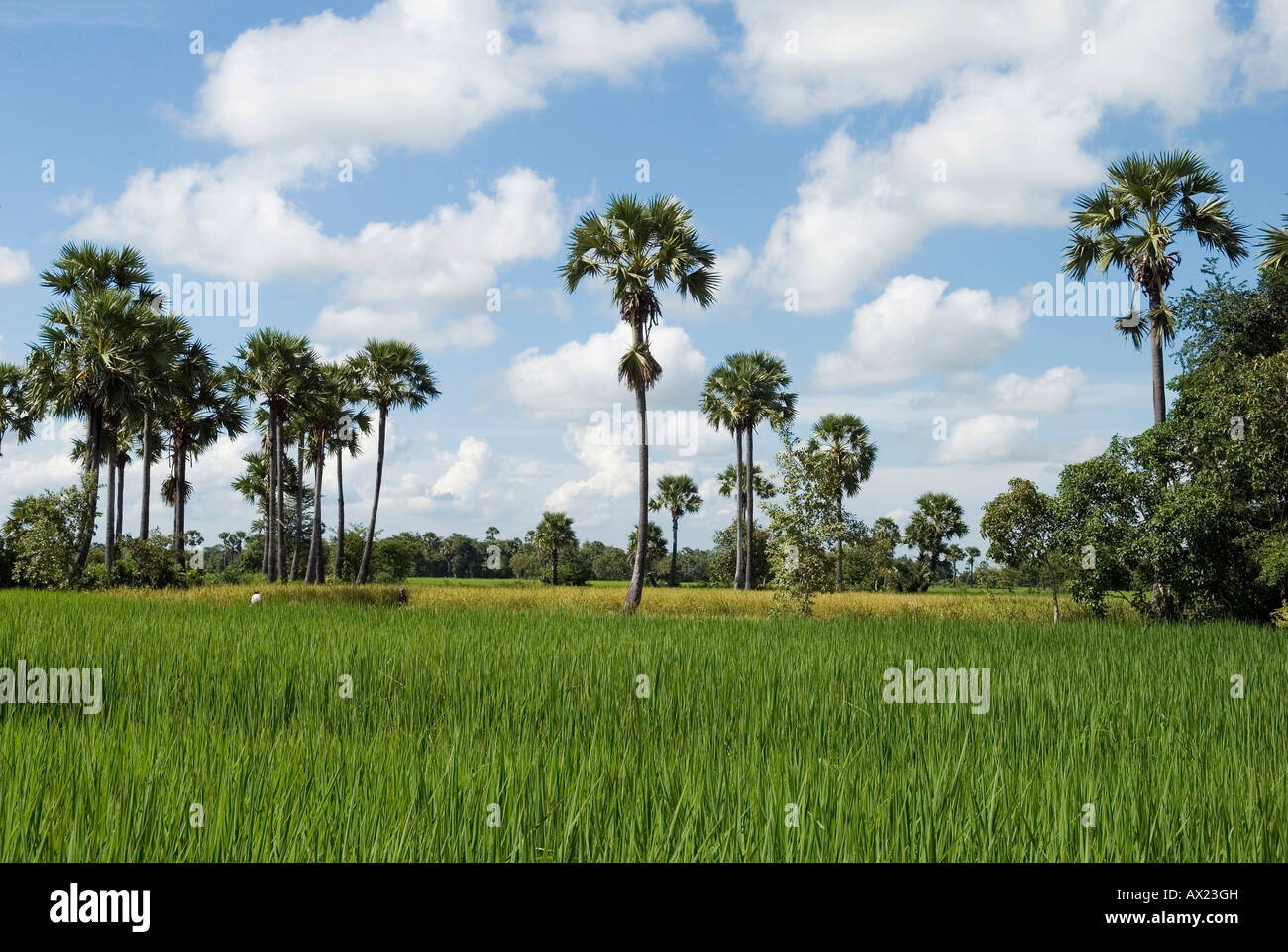 Paesaggio con campo di riso e palme, provincia di Takeo, Cambogia Foto Stock